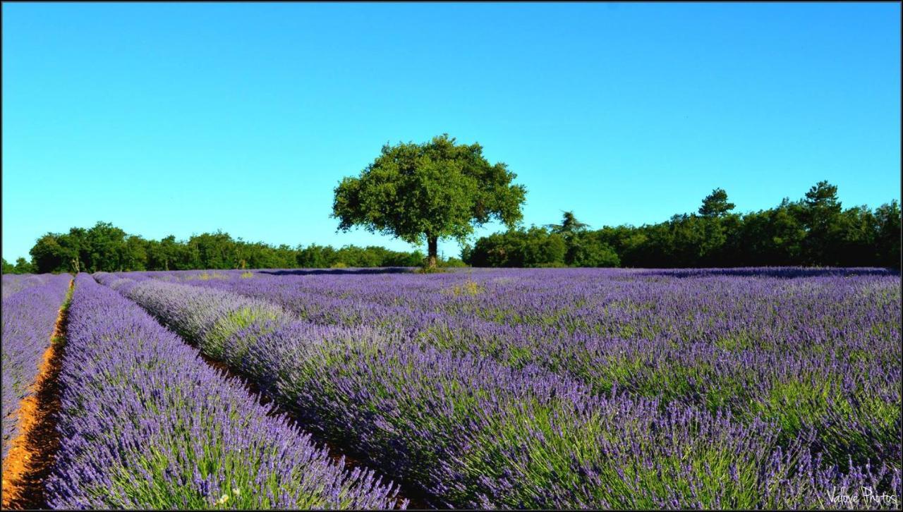 L'Oustaou Du Luberon Et Spa Villelaure Zewnętrze zdjęcie